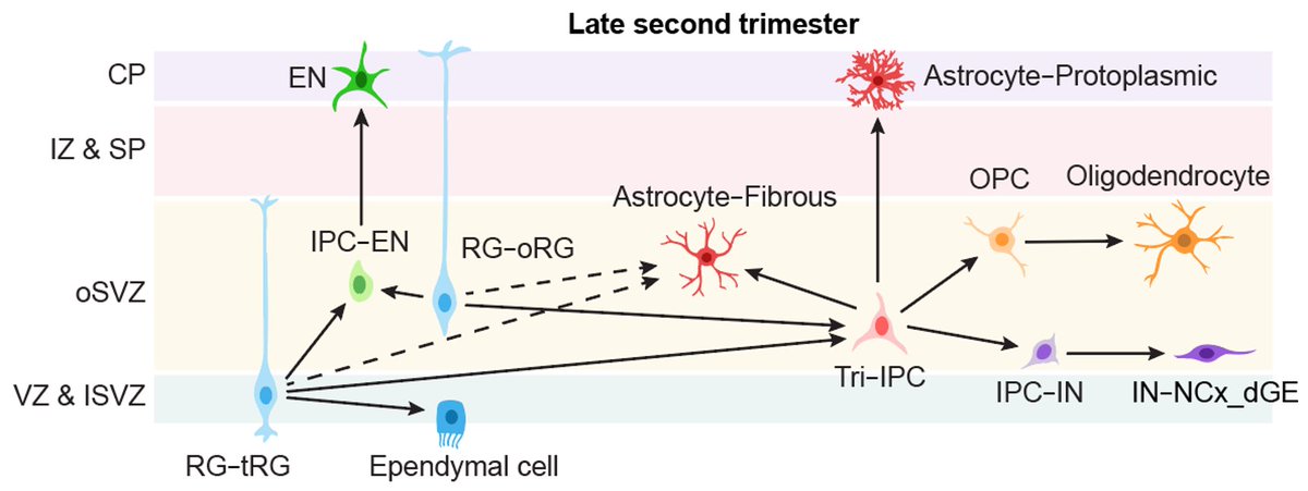 Li Wang (@liwang_neuro) on Twitter photo Previous work from <a href="/LabNowakowski/">Nowakowski_Lab</a> & others showed that embryonic cortical neural stem cells can produce inhibitory neurons. Our study reveals they likely do so indirectly via a tri-potential progenitor cell that gives rise to astrocytes, OPCs, and inhibitory neurons. Previous work from <a href="/LabNowakowski/">Nowakowski_Lab</a> & others showed that embryonic cortical neural stem cells can produce inhibitory neurons. Our study reveals they likely do so indirectly via a tri-potential progenitor cell that gives rise to astrocytes, OPCs, and inhibitory neurons.