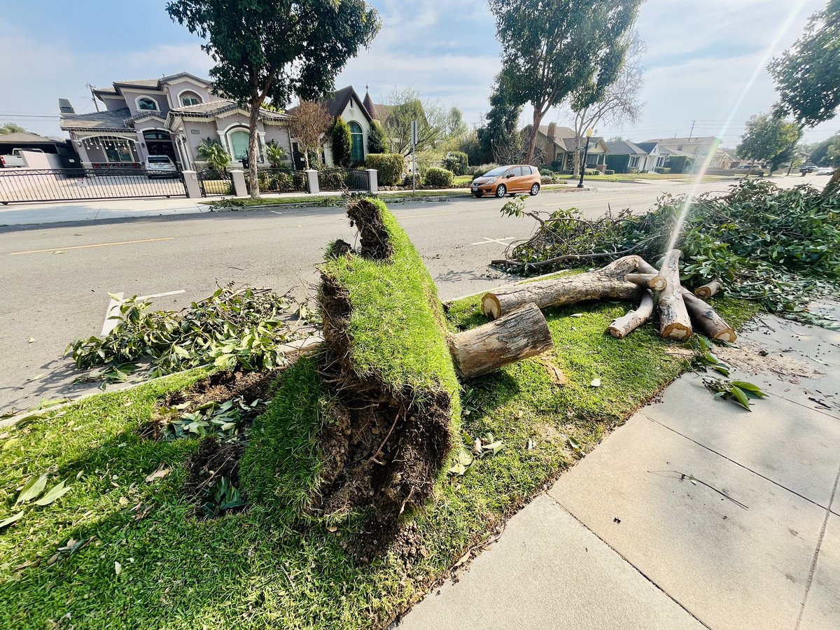 MrsWuLovesWords's tweet photo. @mikegatto The morning after (1/8/25) in Arcadia/ Temple City https://t.co/Bg9l0np1Px