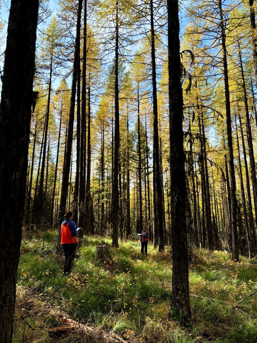 A field crew in NW Montana worked thru all seasons, picking huckleberries in the summer to coring trees in the winter snow, to research larch ecosystems. 2024 marked key milestones for the Adaptive Silviculture for Climate Change study. Read about it here:
fs.usda.gov/inside-fs/deli…