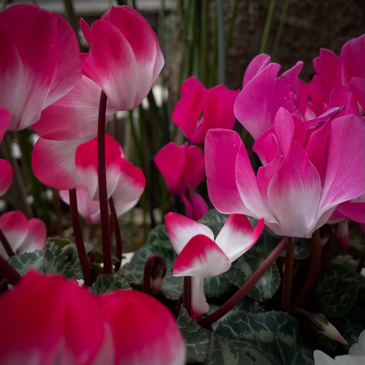 kero_yumi's tweet image. #シクラメン #シクラメンの花 #花 #道端の花 #flower #flowerstagram #flowerphotography #flowerlovers