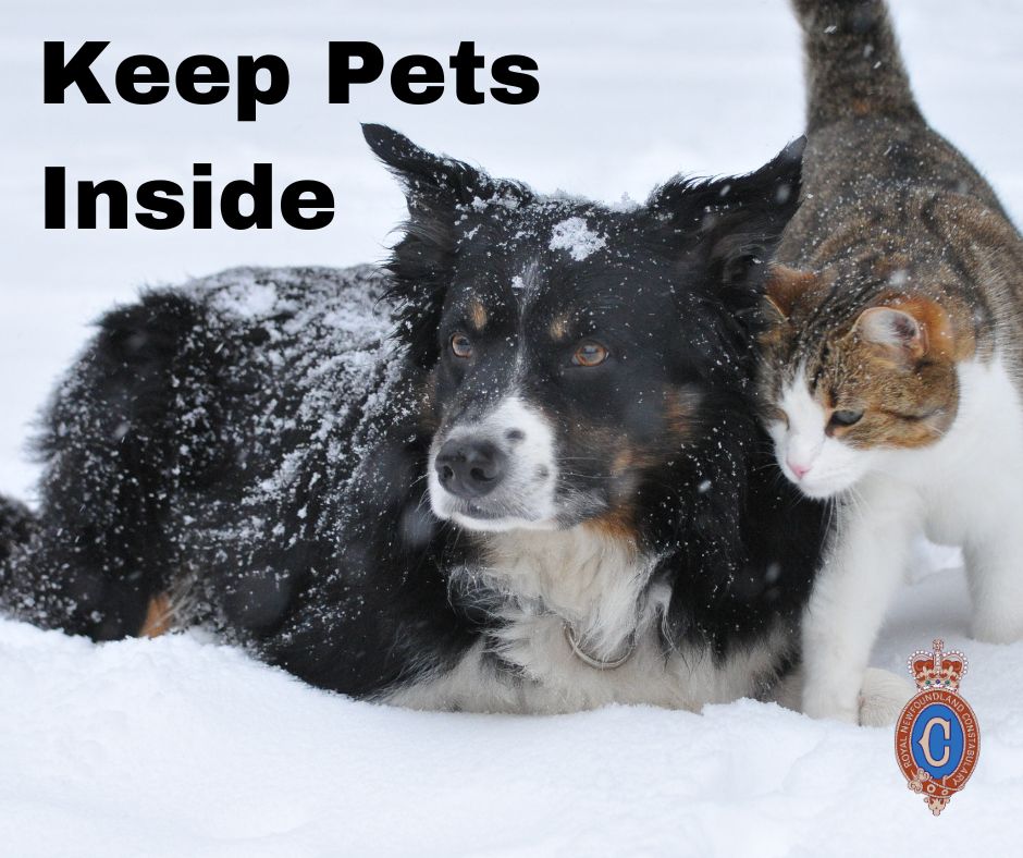 Like people, pets are susceptible to frostbite and hypothermia and generally should be kept inside during cold weather. No pet should be left outside for long periods in below-freezing weather. 🐾🐾
#nlwx