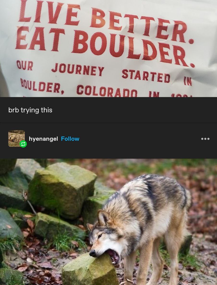 Some Kind of Wolf (@jimmybelvins) on Twitter photo 