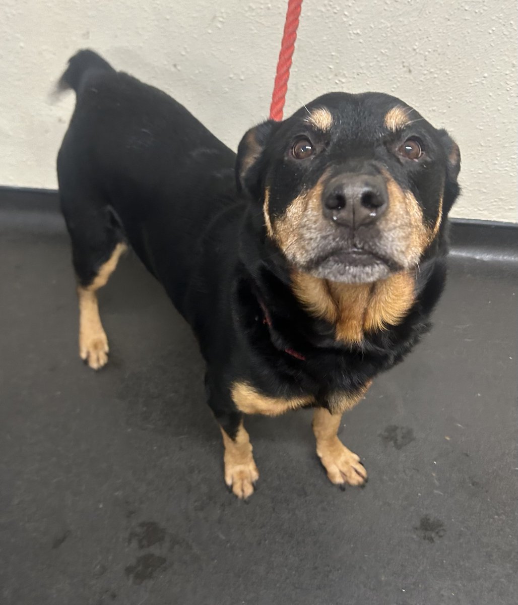 AdoptionsUk's tweet photo. Urgent, please retweet to help Jeffrey find a home #SHEFFIELD #YORKSHIRE #UK  
Available for adoption fro Sheffield Council Pound✅
Details or apply for Jeffrey below👇 https://t.co/NRzo7u7x9C…… 
This lovely boy was brought into kennels after being found roaming as a stray. He is microchipped so we know his name is Jeffrey and he is 10 years old. Sadly, Jeffrey’s owners failed to reclaim him. Jeff is a Rottweiler cross, he’s smaller than an average Rottie & more medium sized. Straight from arrival, Jeff has been very friendly and loving to all staff. We have seen no negative reactions from Jeff towards the other dogs he is kennelled next to. Jeff is always clean in his kennel which is a good indicator that he is housetrained.  Jeffrey would be best suited to a home without very young children. He walks fairly nicely on the lead but does pull when excited. Potential adopters should bear in mind the potential cost of vet bills when adopting a senior dog.  Jeff really deserves to find his 5 star forever home🏡🐶❤️
#Rottie #pets #dogs #Leeds #Bradford #Rotherham #adoptdontshop #Rescuedogs #animals
@oldiesclub @APDAWG1 @thismorning @LisaClareRead2 @Nightowl400 @clarebalding @rickygervais @domdyer70 @JaneFallon