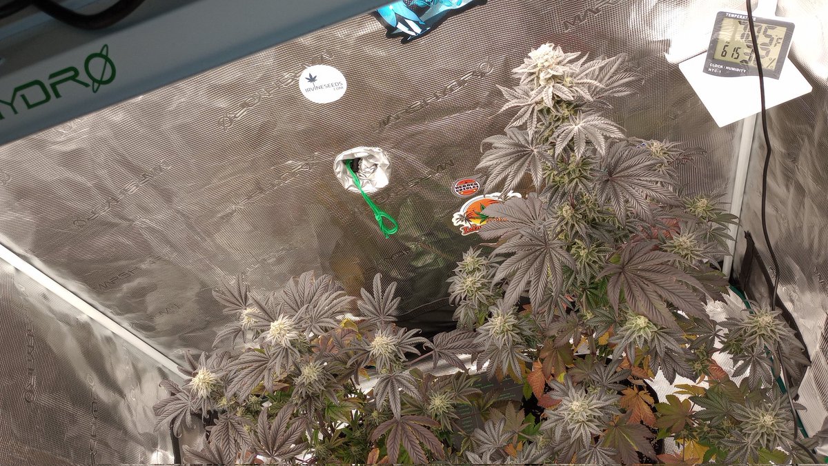 Jack Frost tweet media