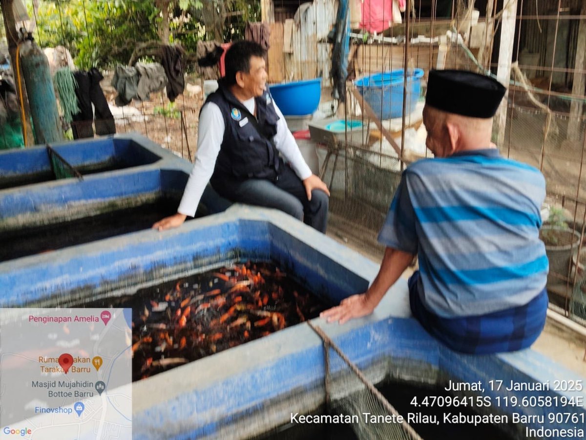 kamaruddin_ppl's tweet photo. Jum'at 17/01/25, Kamaruddin S. Pi, Kab. Barru, (Raopong) Pokdakan Tanete Indah, Ikan Hias Sebanyak 230 Ekor, Harga Jual Rp 10.000 / Ekor. 
#GiatLuhkanSatminkalMaros
#Barru @BRPBAP3_Maros
#Produksi https://t.co/GVwdvVmPXq