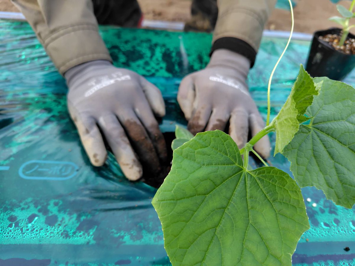 Tamaurananbu's tweet photo. 正月もあっという間に過ぎて、定植がやってきました。
こんな小さな苗から、たくさんの胡瓜がなるよう育ててます。

#玉浦
#玉浦南部
#胡瓜
#定植
#ハウス栽培 https://t.co/tMi2FSPesJ