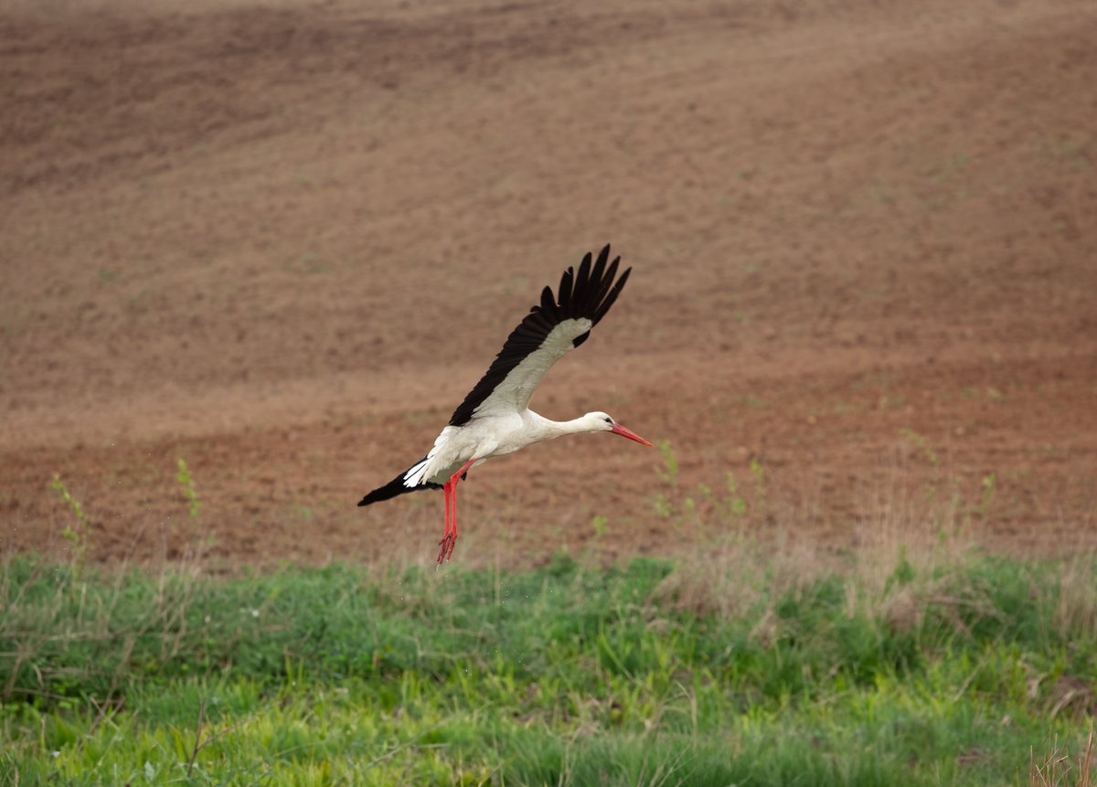 BirdLife Europe & Central Asia (@birdlifeeurope) on Twitter photo 🚨 The evidence is clear: to tackle the nature and climate crises, food and farming systems in Europe need to be transformed.
We, together with 130+ NGOs, are calling for an EU Action Plan for hashtag#PlantBased Foods. With this plan, <a href="/CHansenEU/">Christophe Hansen</a>, together with the 🚨 The evidence is clear: to tackle the nature and climate crises, food and farming systems in Europe need to be transformed.
We, together with 130+ NGOs, are calling for an EU Action Plan for hashtag#PlantBased Foods. With this plan, <a href="/CHansenEU/">Christophe Hansen</a>, together with the