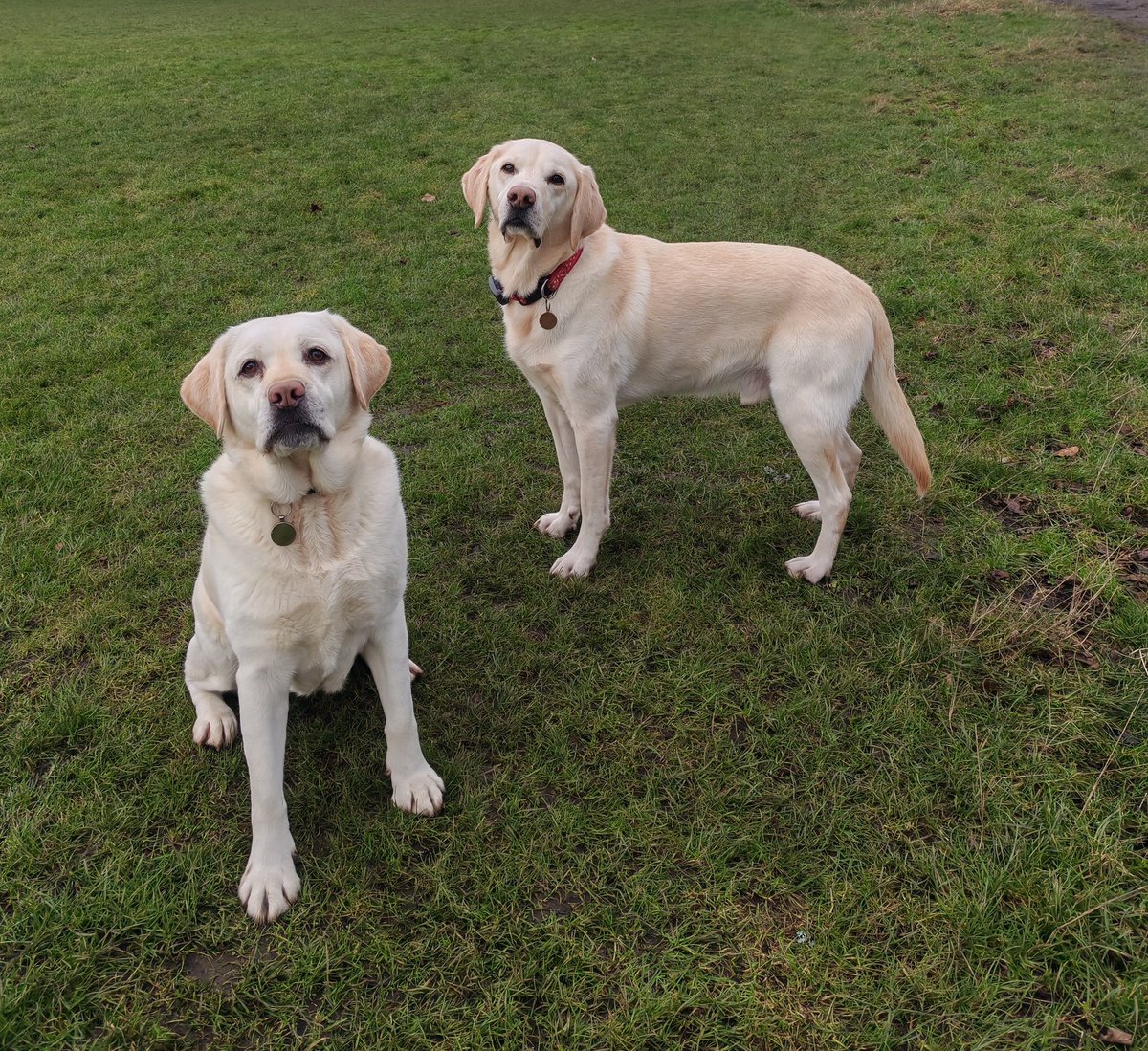 JackTheLab3's tweet photo. Me and Wee Cuz are hopeful Mum is going to stop at the coffee kiosk. They gave the most deelish liver cake 🤤 https://t.co/iGveNhw9Es