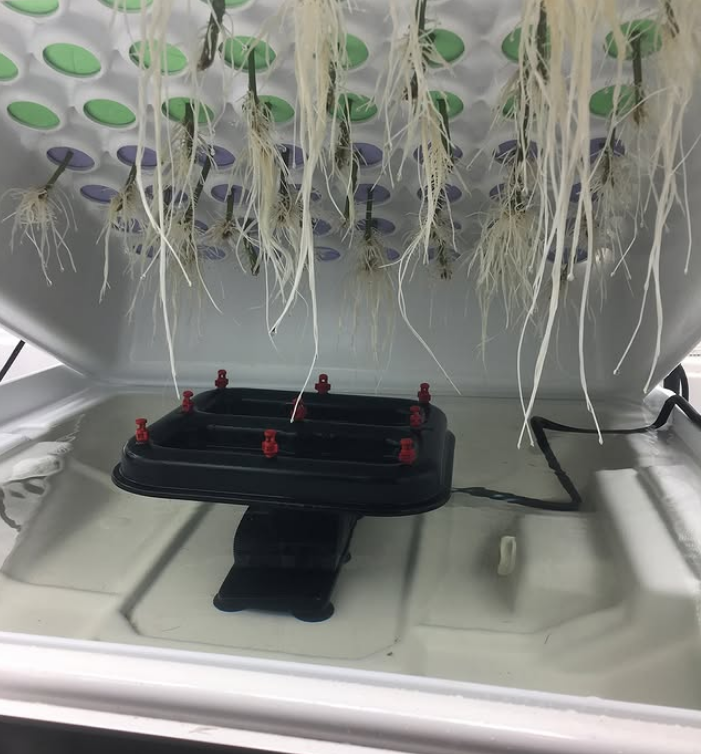 MasterOlde's tweet photo. Spaghetti Roots. https://t.co/Vb4szepEuu