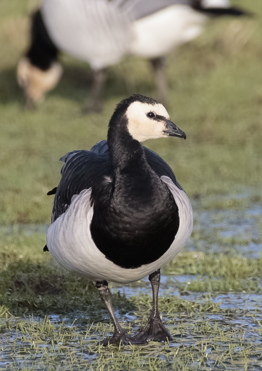 Due to weather warnings, WWT Caerlaverock will be closed on Friday 24th January to ensure the safety of our visitors and staff.

We plan to reopen as usual on Saturday 25th January. Please check our social media for any further updates.

Thank you for your understanding.