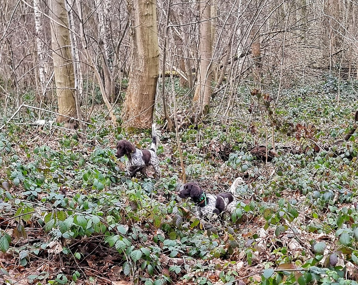 Double arrêt (Ulysse à gauche)
#teammunsterlander