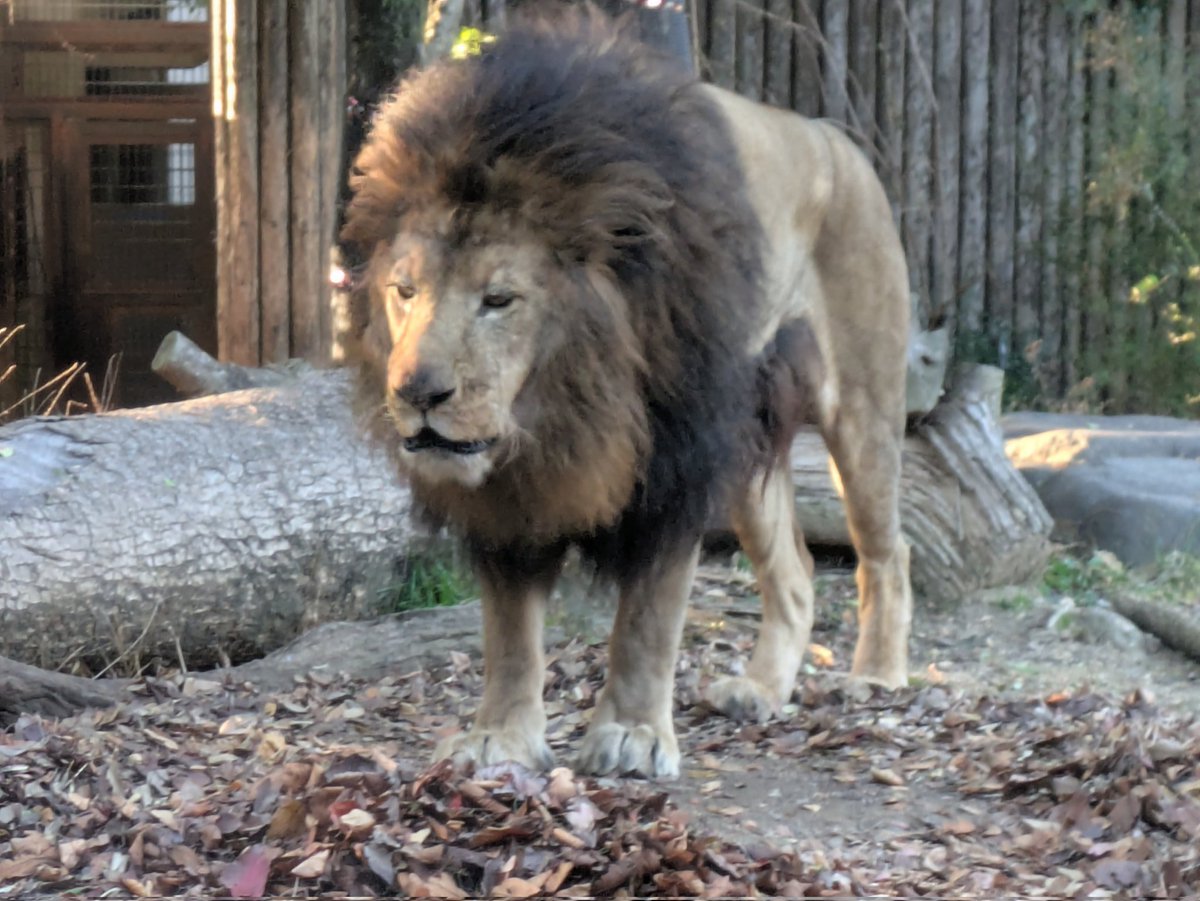 oc_yyohkko's tweet photo. 今日はアフリカンサファリのライオン担当の方がお見えで色々興味深いお話を伺えた🤩
2025/01/23
#到津の森公園 #ライオン
#リアンくんのふさふさ鬣を喜ぶ元担当飼育員さん
#チラッとコマちゃん
#九州自然動物公園アフリカンサファリ https://t.co/Mp16Qv5fpv