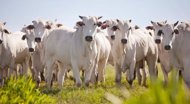 TwistBioscience's tweet photo. Combatting Global Warming With A $4.3 Million Heifer. 🐄
NGS fans, you’re definitely going to want to read this… https://t.co/toVZSBx0D1
@TwistBioscience, #TwistBlog https://t.co/jcyp3E6SwZ