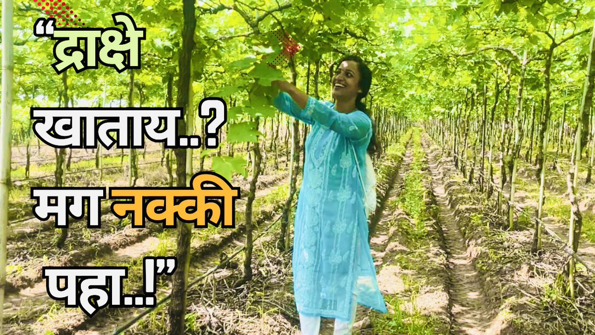AshwiniDiaries's tweet photo. “तशी फळं सगळीच चांगली, पण द्राक्षांसाठी फक्त सांगली!”😍🔥🍇

आम्ही बागायतदार
नक्की पहा पूर्ण व्हिडिओ 
https://t.co/U7zxWrJYU5 https://t.co/BzGSHoenSt