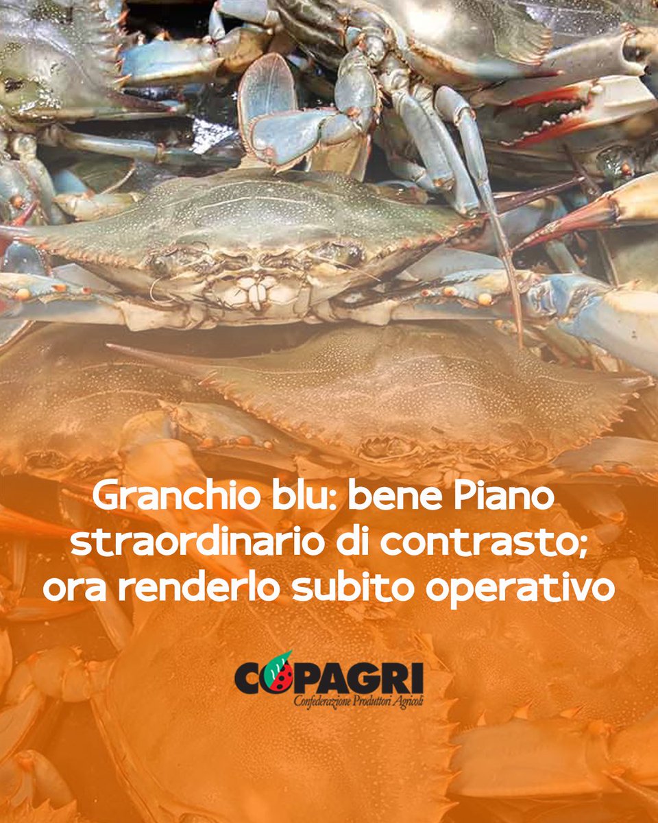 Copagri's tweet photo. #GranchioBlu: bene Piano straordinario; ora renderlo subito operativo.

Danni ampiamente superiori ai 100 milioni di euro e produzione #pesca e #acquacoltura praticamente azzerata in diverse aree del Paese.

https://t.co/EoM9CuP1GU https://t.co/QgHoi7vPB6