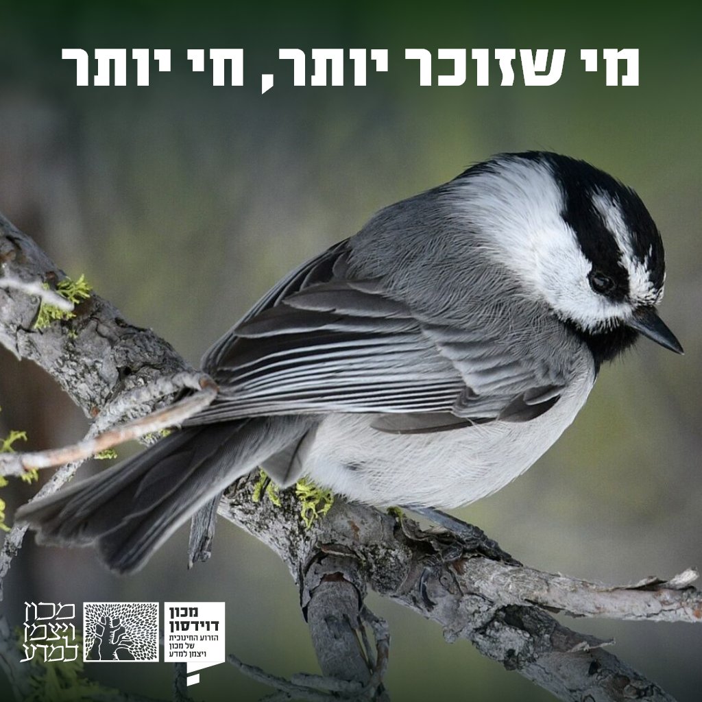 DavidsonOnline's tweet image. אצל ציפורי ירגזי שמטמינות זרעים באדמה לעונת החורף, חוקרים הראו כי הפרטים שהצטיינו במבחן של זיכרון מרחבי האריכו ימים הרבה יותר מבעלי הזיכרון החלש >>> bit.ly/40wfOie
מאת: ד"ר @YonatEshchar
📸Vladimir V. Pravosudov, Western University