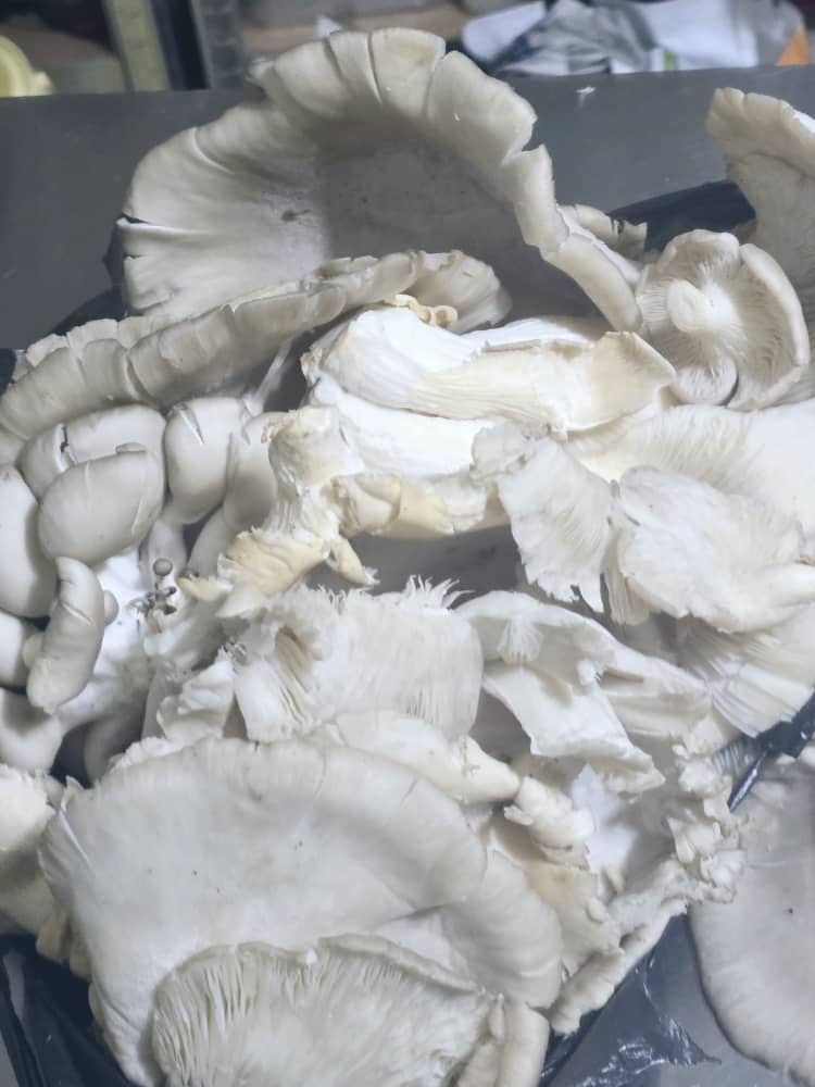 DonLocoShow1's tweet photo. Why is it that must 0f these mushr00ms are gradually missing that we have t0 cultivate it,not like bef0re that we just m0ve and harvest it any h0w and anywhere?
#farming #mushrooms https://t.co/FLFBSMYLXQ