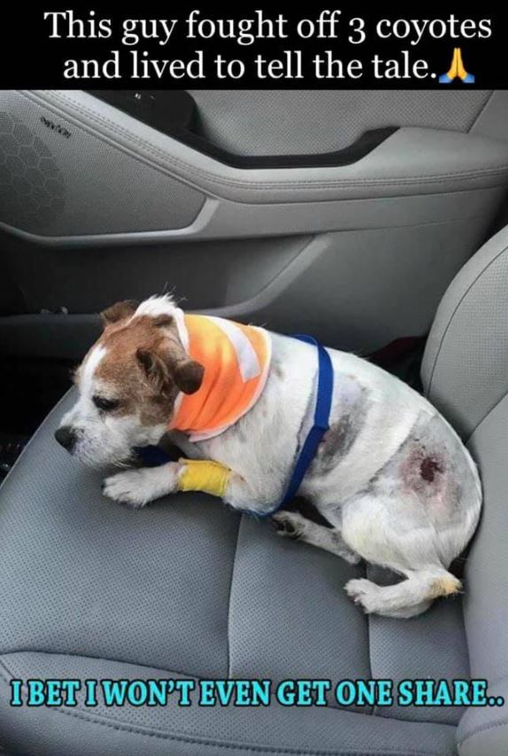 This guy fought off 3 coyotes and lived to tell the tale.

I BET I WON'T EVEN GET ONE SHARE..