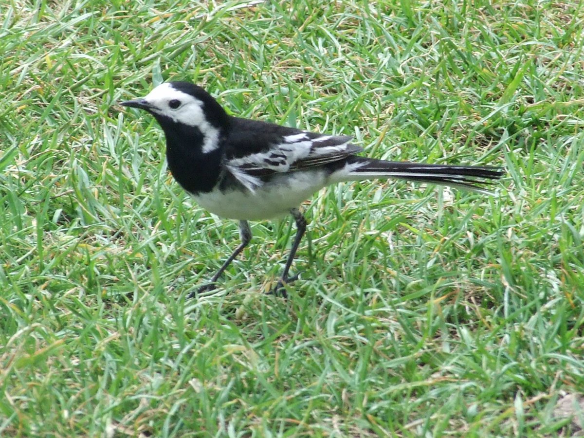 LOPCentre's tweet photo. It's the Big Garden Birdwatch this weekend. To celebrate we're running a one off session where we'll be walking around identifying our local birds, and building a bird box for you to take home. Book online now.

https://t.co/beIJRw1FT3 https://t.co/eftOyVBtL1