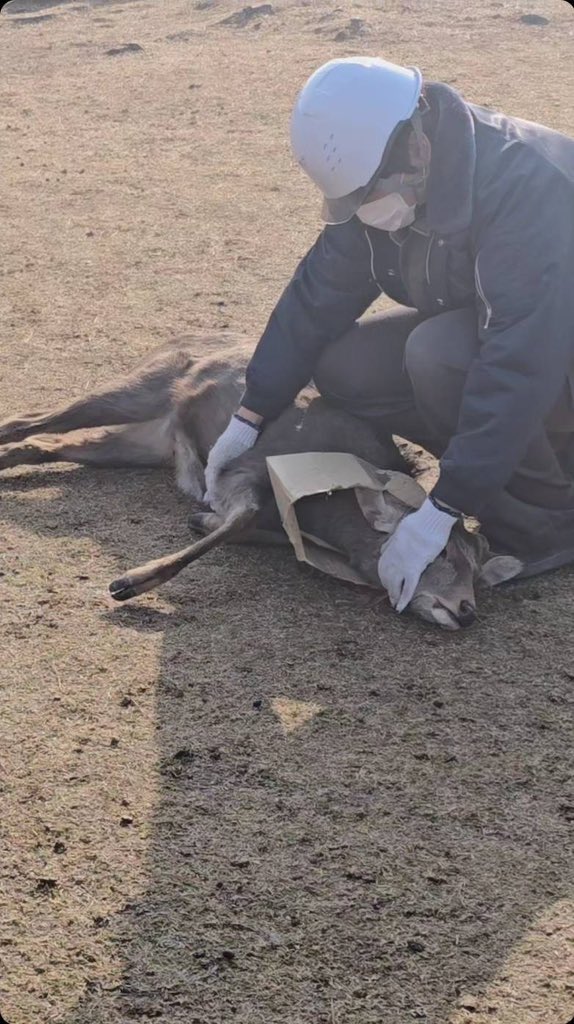 hezuruy's tweet photo. 【救出】
また中国人の仕業か？
ダンボールのカエリが身体にハマって首を動かす度に苦しそうでした。
愛護会に連絡して麻酔をかけて外してもらいました。
鹿さんが自ら首を突っ込むか？
奈良公園にカメラを設置する段階まできているぞ。
真相は分かりませんがサポートすることができて良かったです。 https://t.co/Dt30PfkkWo