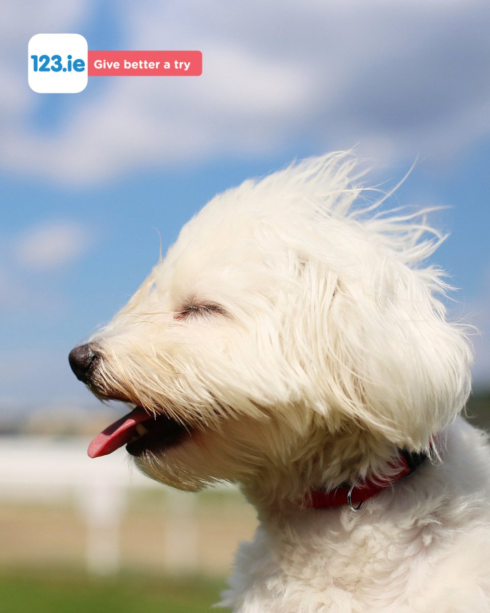 Red Weather Warning⚠️

Met Eireann has issued a Red Weather Warning with #StormÉowyn brining wet and very windy conditions on Friday 🌧️.
Check out our blog for tips to stay safe in stormy weather
👉 123.ie/blog/stormy-we…