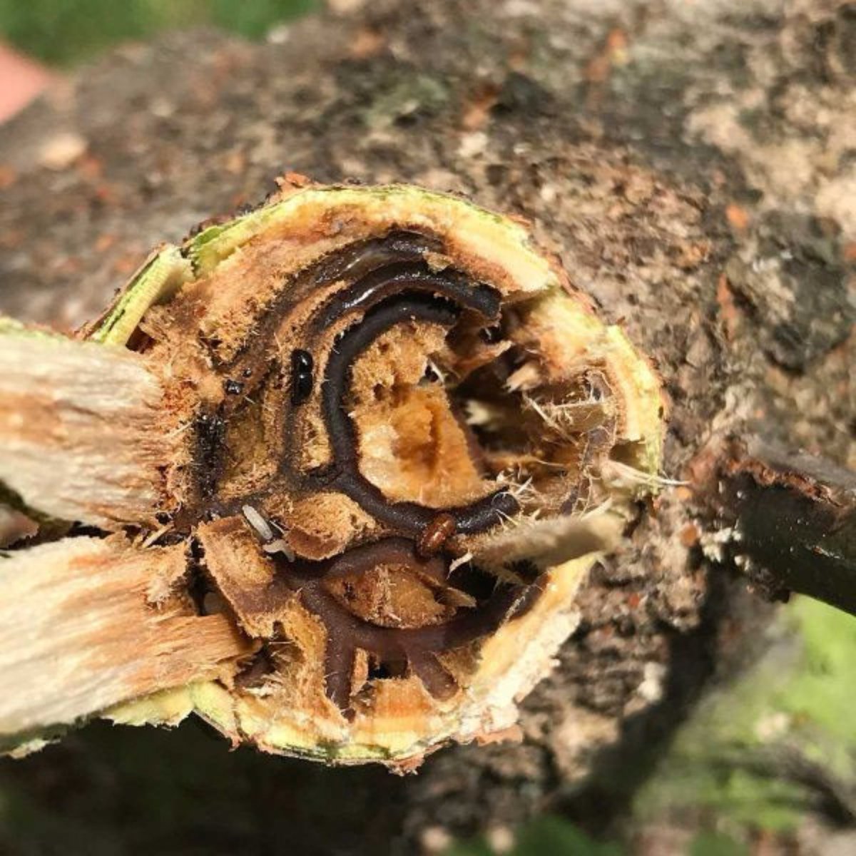 CityofCT's tweet photo. Residents are urged to attend an online information session about the invasive borer beetle

Read more: https://t.co/xLMmofHyp3

#SpatialPlanningandEnvironment https://t.co/j6ArfbHlFZ