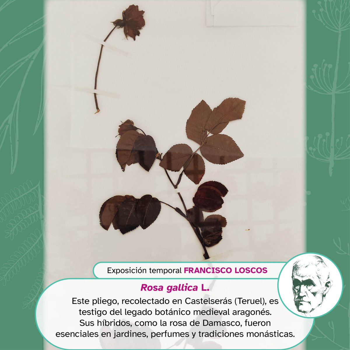 Museo Ciencias Naturales UZ tweet media