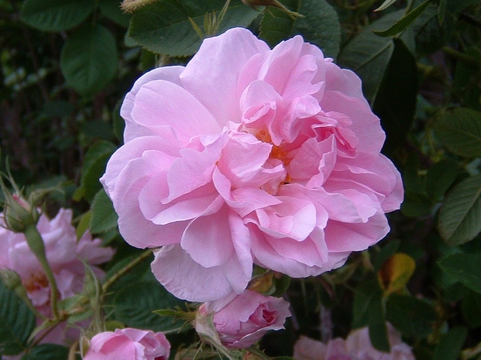 Museo Ciencias Naturales UZ tweet media