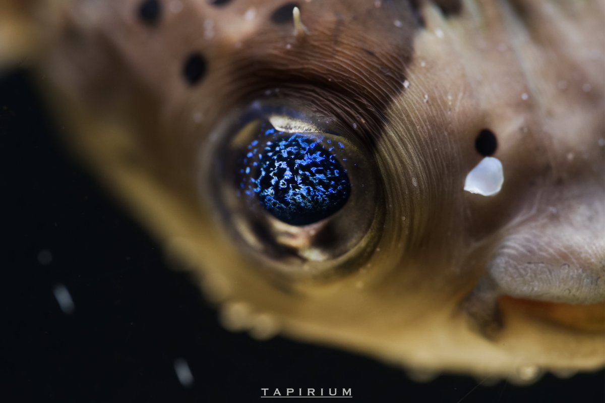 水族館でハリセンボンを見かけたらぜひ「瞳」に注目してみてください。

ハリセンボンの瞳ってキラキラしてるんです✨