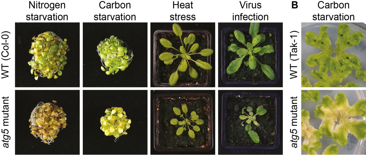 Yasin Dagdas (@plantophagy) on Twitter photo Plant #autophagy is a rapidly moving field. We (<a href="/Ansa_Lina/">Angelina Gross</a> , expertly helped by <a href="/MargotRaffeiner/">Margot Raffeiner</a>, <a href="/SuayibUestuen/">Şuayb Üstün 🌱👨🏻🔬</a> & Y. <a href="/YonglunZeng/">Zeng Yonglun</a>) summarised the recent advances in the field for <a href="/AnnualReviews/">Annual Reviews</a>. Hope it's useful! annualreviews.org/content/journa… Plant #autophagy is a rapidly moving field. We (<a href="/Ansa_Lina/">Angelina Gross</a> , expertly helped by <a href="/MargotRaffeiner/">Margot Raffeiner</a>, <a href="/SuayibUestuen/">Şuayb Üstün 🌱👨🏻🔬</a> & Y. <a href="/YonglunZeng/">Zeng Yonglun</a>) summarised the recent advances in the field for <a href="/AnnualReviews/">Annual Reviews</a>. Hope it's useful! annualreviews.org/content/journa…