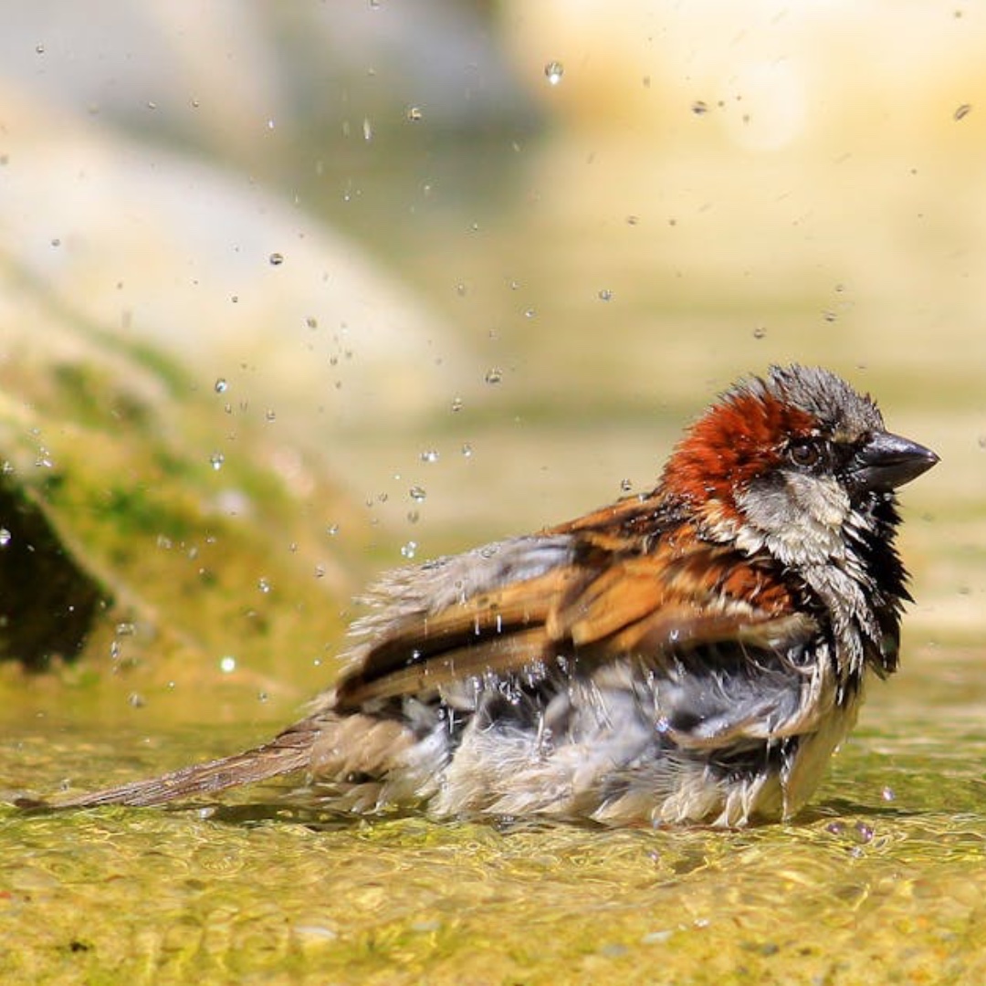 Winter Wildlife Gardening ☃️❄️Install Bird Feeders and Baths
What: Put up bird feeders filled with seeds, suet, or peanuts, and offer fresh water in a birdbath.
Why: Birds need a reliable food source in winter, especially when natural food is scarce.