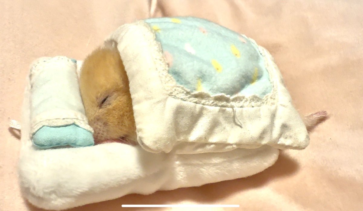 nV6qocNe48MGjad's tweet photo. 日本男児なんで…
お布団で寝るでち🐹💤💤💤 https://t.co/sEC7iLITwB