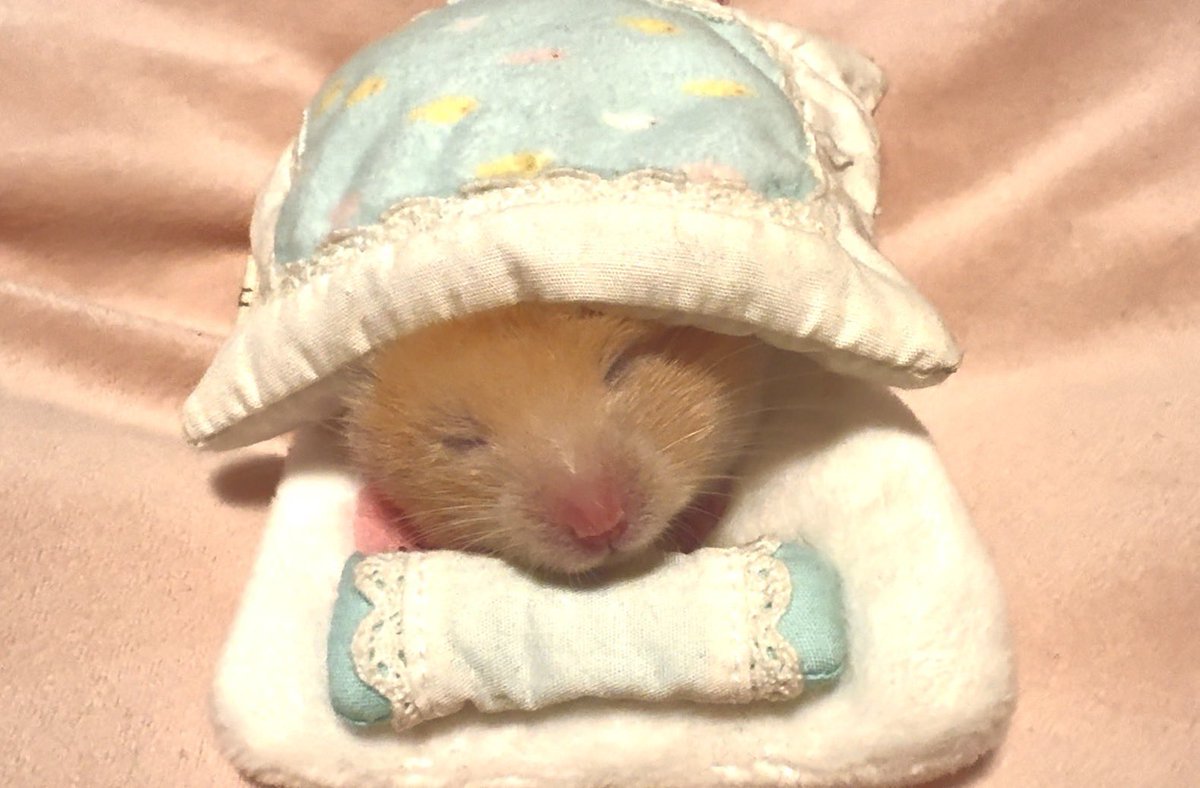 nV6qocNe48MGjad's tweet photo. 日本男児なんで…
お布団で寝るでち🐹💤💤💤 https://t.co/sEC7iLITwB