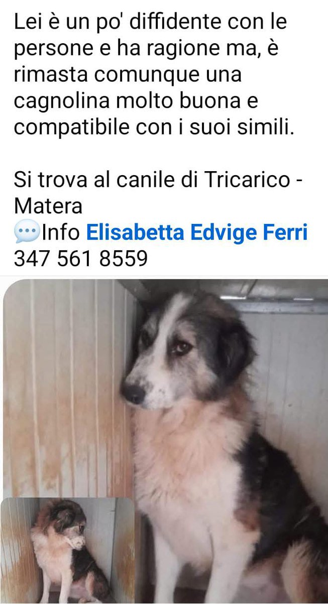 GuerraAchi97365's tweet photo. È tanto che aspetta.. 🙏🏼🙏🏼🏡🏡‼️🆘🆘👇🏼👇🏼🚨🚨🚨🚨 https://t.co/VVmOzi7lyw