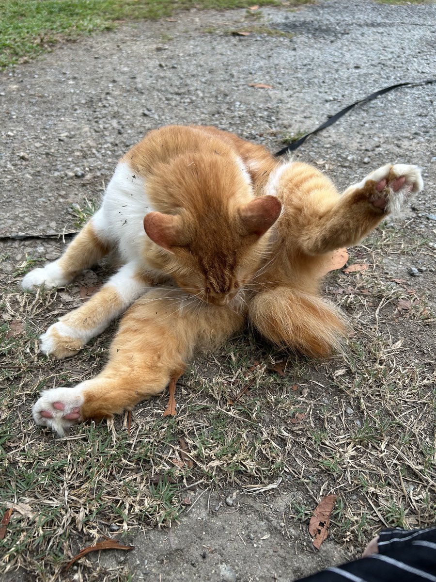 yemmeow's tweet photo. Malas nak mandi dah lepas ni https://t.co/qymR8n1lQI