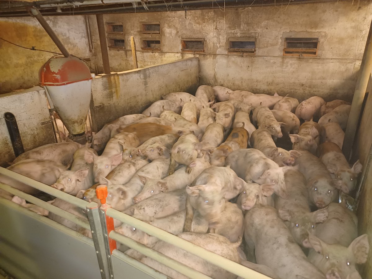 Søren Krogsgaard tweet media