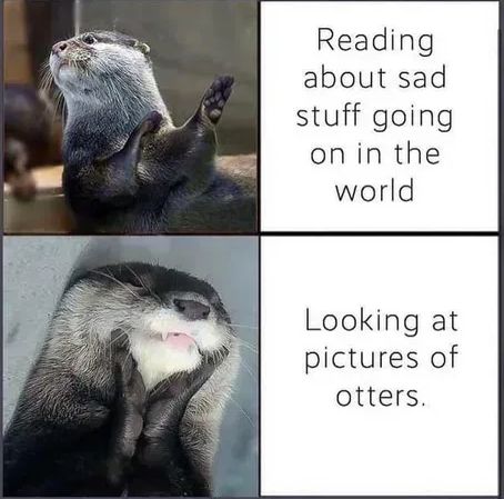 WholesomeMemes tweet media