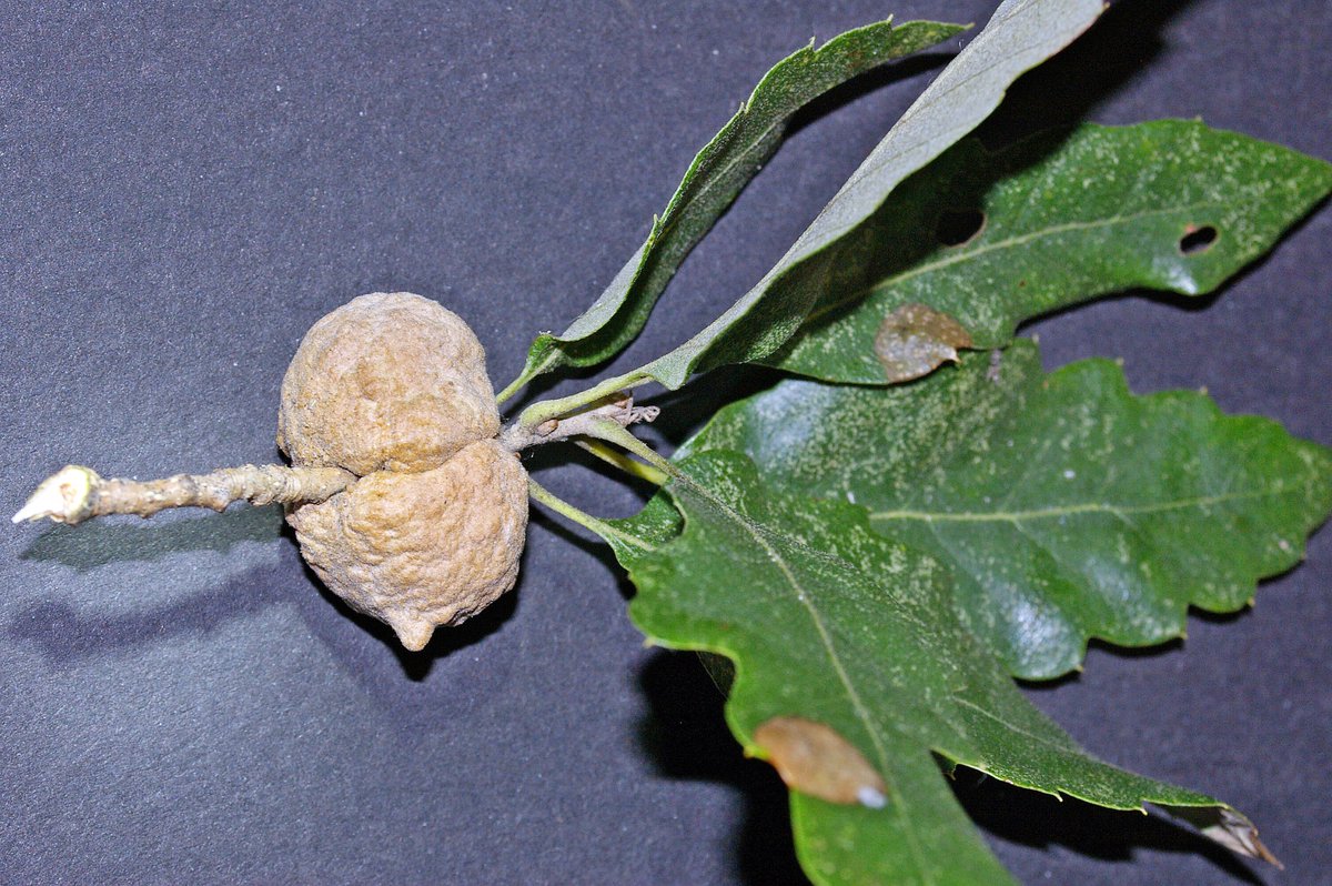 Gall of the week is caused by the agamic generation of the cynipid wasp Aphelonyx cerricola, found mainly on Turkey oak, Quercus cerris, but on other closely related species as well. Sexual generation unknown.
Photo by Steve McWilliam.