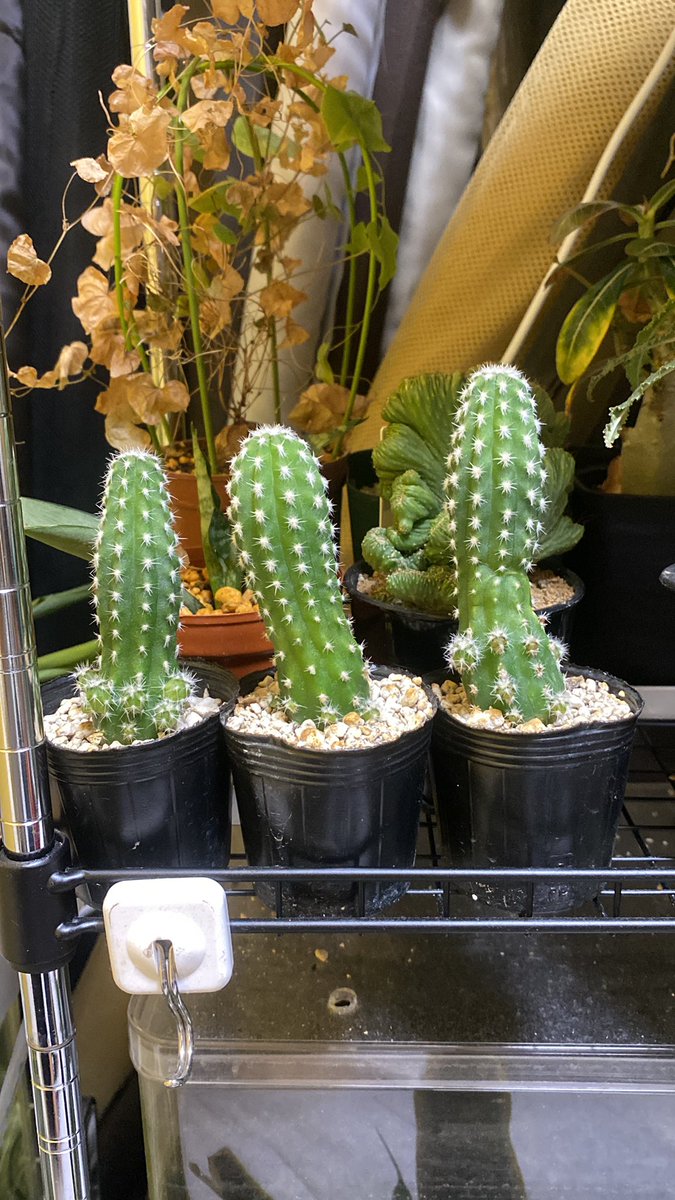 徒長する三兄弟
子株を今の環境で慣らせば徒長はしなくて済むかな？？笑

#サボテン #多肉植物