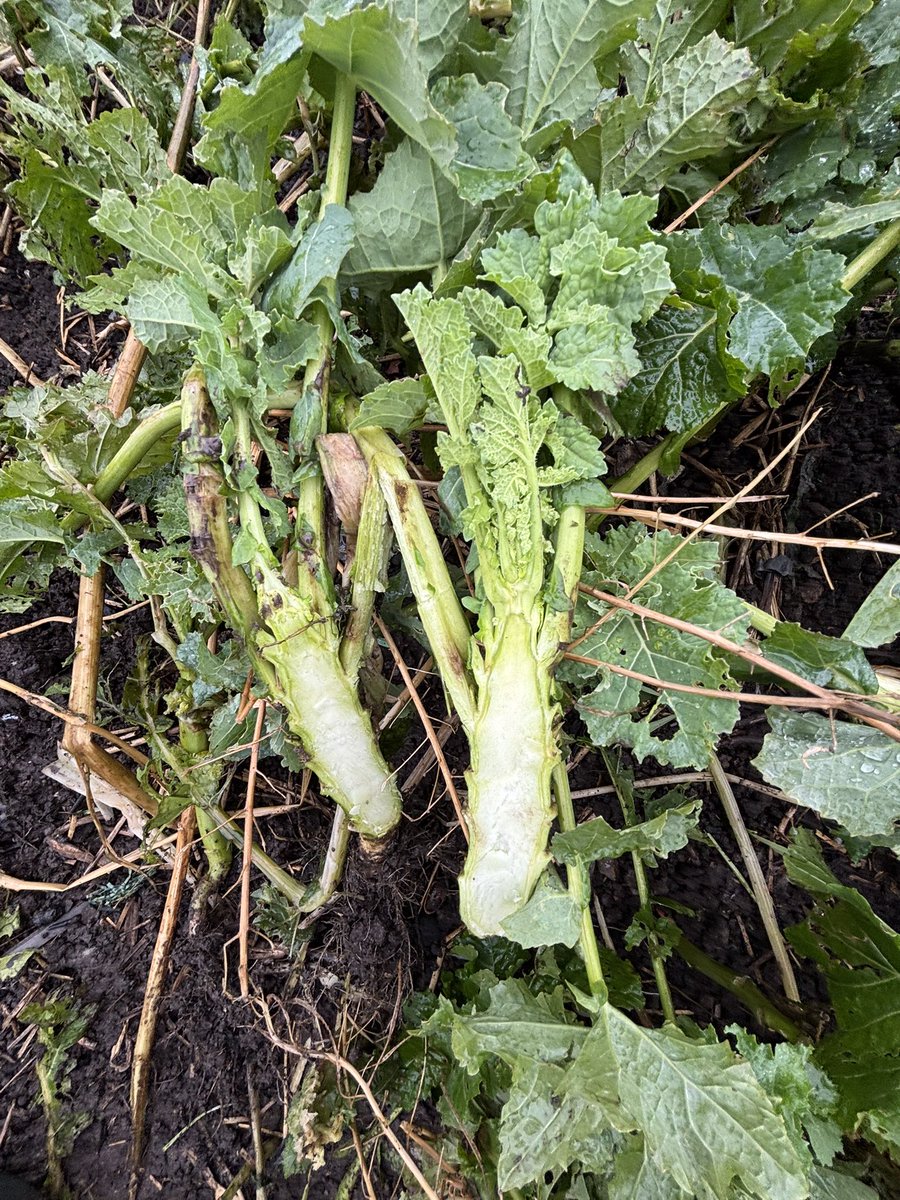Agronomysilvers's tweet photo. Crop walking WOSR today and happy to report all looking good and rooting exceptionally well indeed @AgriiUK #WOSR #cropwalking #dampday https://t.co/wcMid8yZSd