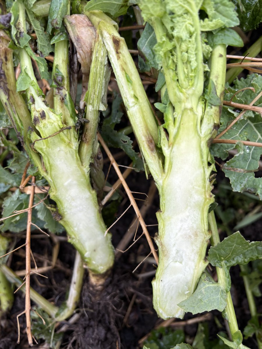 Agronomysilvers's tweet photo. Crop walking WOSR today and happy to report all looking good and rooting exceptionally well indeed @AgriiUK #WOSR #cropwalking #dampday https://t.co/wcMid8yZSd