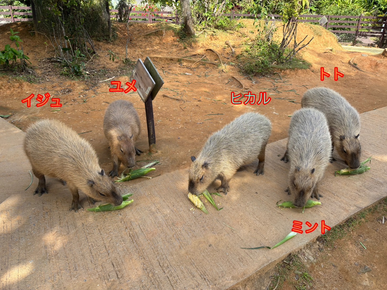 最 安値 でゲーム・おもちゃ・グッズ - ぬいぐるみ カピバラ 大