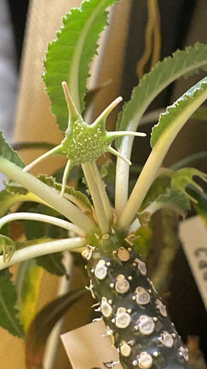 コーナンで年末セールで廃棄寸前を救出したんだけど
どえらい成長ぶり笑

次から次へと葉がワッサーしてくる
この宇宙人の手みたいなのが花？なのかな？？

#dorstenia #foetida #ドルステニア  #フォエチダ #コーデックス