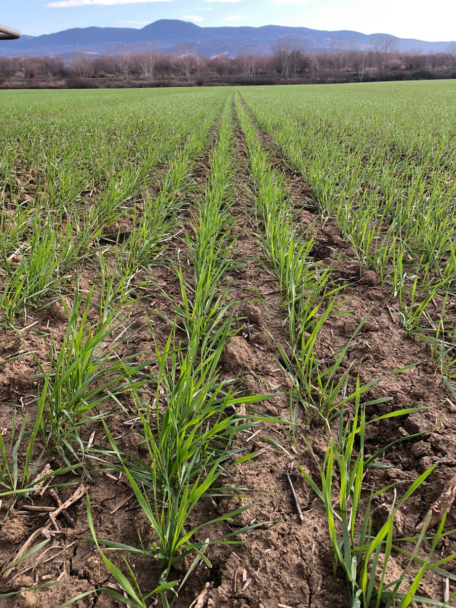 SEMETICAsrl's tweet photo. 🌾 Concimazione azotata a lenta cessione per GRANO DURO FESTADUR Semetica🌾  
📍 Orvieto, metà gennaio
Il grano duro Festadur è in piena fase di crescita, pronto a esprimere il massimo potenziale produttivo. 
#Semetica #GranoDuro #Festadur #Orvieto #AgricolturaSostenibile https://t.co/3MeuHJkyOg