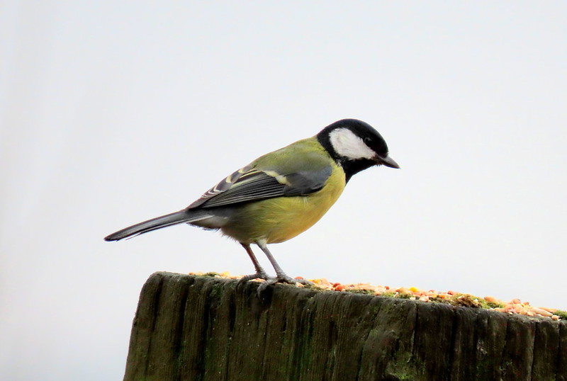 Willowglass12's tweet photo. More from my visit to #WyverLaneNR this week. @DerwentBirder @DanielCMartin1 @Mightychub @CliveAshton5 @Derbyshirebirds #LocalPatch https://t.co/H5NLDHrrsA