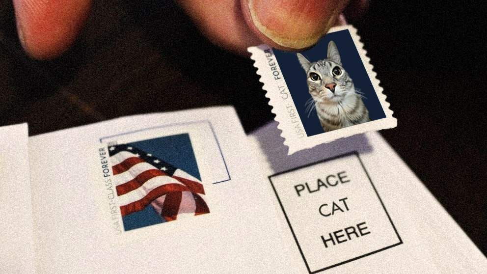 Zazu Cat | Fan Page (@zazufanpage) on Twitter photo 