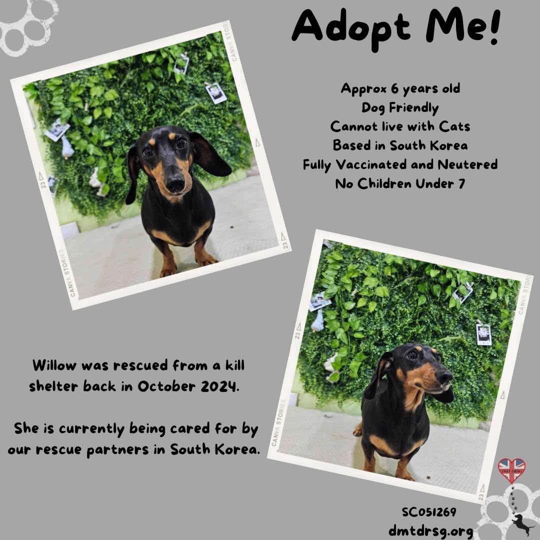 🐾 Oh you lovely girl, you have no idea how your life is about to change! Yes, WILLOW, it’s your turn to find your forever home and family! Please see details on the info graphic and follow the link for all the deets on adoption. 🐾

dmtdrsg.org/post/willow-is…