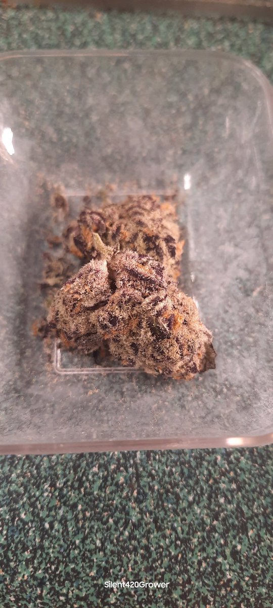 "He needs some milk!"
#Mmemberville #growyourown #420community