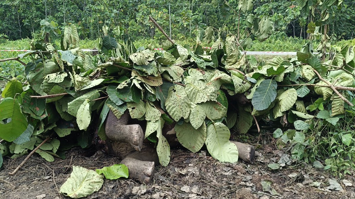 AzuanDourin's tweet photo. Very sad when an elephant is found dead near the road at kalabakan!
#sabah #pygmy #elephant https://t.co/pzkEzooyfg