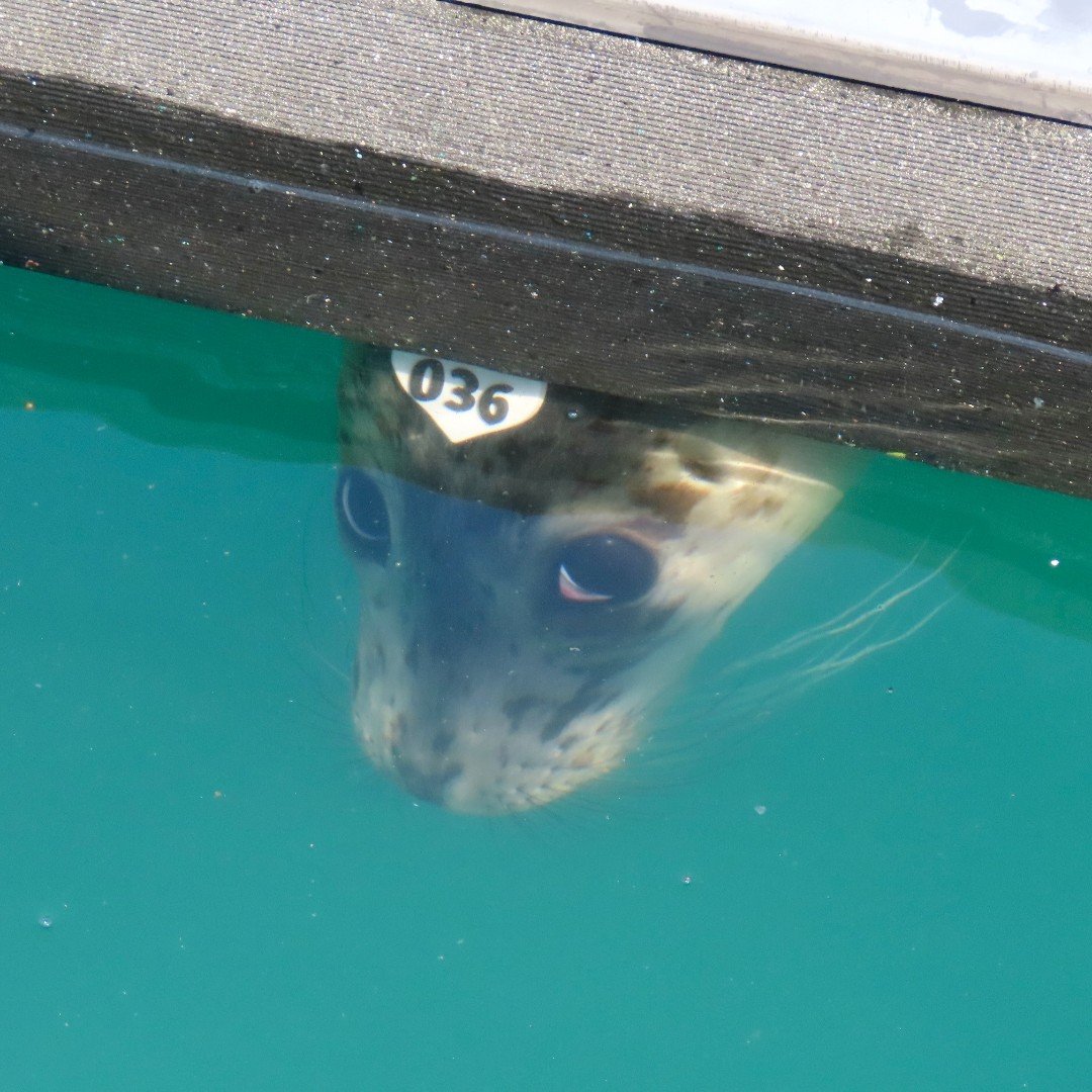 Hang in there. The tough days make the good days even better ❤️

#BiscuitsTheSeal #Solana $SOL